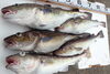「今日の釣果　その２」