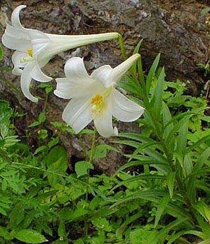 １０月１２日の誕生花は テッポウユリ 織姫ねっと 編集部のニュース 織姫ねっと 交野市