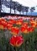 「チューリップ祭」