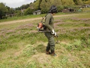 田んぼの肥料となるレンゲを刈っています。