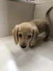 ミニチュアダックス　男の子「ミニチュアダックス　仔犬デビュー」