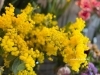 「2026年、今年最初のアトリエオープンと春のお花のお知らせ」