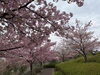 「魚魚の宿　3月13日　河津桜🌸」