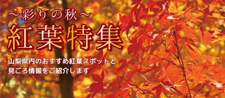 「紅葉特集を公開しました！」