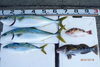 「18日の釣果その1」