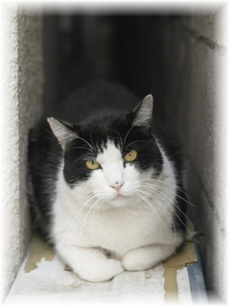 岡崎写真館さんの近所にいる野良猫です。<br>ぎりぎりまで近寄りアップで撮影！<br><br>迫力ありまーす！が、可愛らしい♪