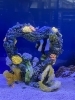 アクアリューム ハート アクアリウム 置物 インテリア 630-050 ハートの装飾/静岡/熱帯魚/水槽レンタル/島田市/ペットショップ