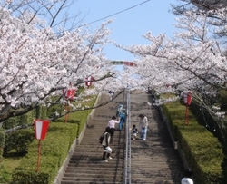 さくら特集 一の谷公園 お花見に行こう 特集 まいぷれ 米子