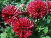 「１０月２２日の誕生花は☆ダリア☆」