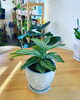 「植木鉢入荷しました」