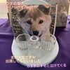 愛犬パトリック「ペット供養の悩み…( ,,´･ω･)ﾉ”(´っω･`｡)斐川町 仏壇」