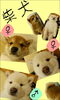 「柴犬３兄妹!!!」