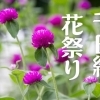 【堀ノ内】千日紅花祭り