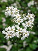 「１１月１日の誕生花は  ☆ソバ☆」