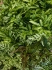 プテリス「鉢物入荷！」
