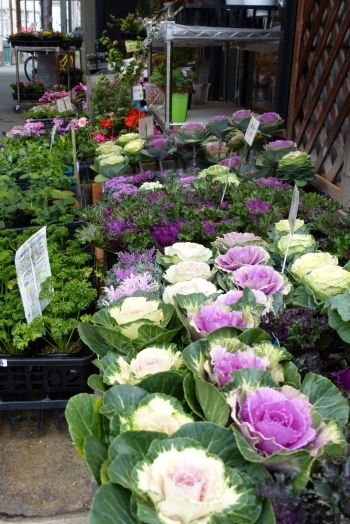 店頭には季節の花や植物の苗などならんでいます☆「宮脇種苗店」