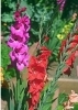 「 １１月１０日の誕生花は　 ☆サグラジオラス☆」