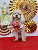 きなこちゃん「Happy New Year」