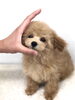 可愛い　(〃ω〃)「ちゅーりっぷちゃん　( ´ ▽ ` )」