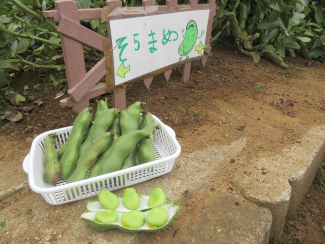 すてきなそら豆のベットができました。「美味しい野菜がいっぱい採れました！」