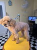 bowちゃんはおパンツカット始めたばかり😁「おパンツカット🐩🐩」