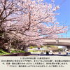 北九州中央公園「北九州の桜、今年の見納めに…編集部が厳選した桜スポット5選🌸」