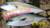 「○本日のお刺身○【しまね定置もん！】クロダイ、ヒラマサ　○本日のお惣菜○もございます！」