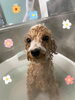 カシミアタッチトリートメント中♡♡「お友達♡ Dog salon mofu mofu 余市町」