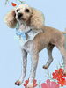 「Dog salon mofu mofu　余市町」