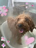 カシミアタッチトリートメント中♡♡「Dog salon mofu mofu 余市町」