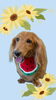 「Dog salon mofu mofu　余市町」