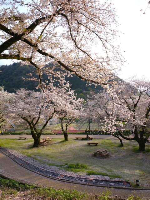 小道とベンチと桜
