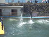 イルカショー「福井県の水族館/静岡/熱帯魚/水槽レンタル/島田市/癒し/内装」