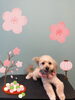 「Dog salon mofu mofu 余市町」