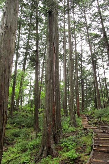 赤沢自然休養林「一般社団法人 上松町観光協会」