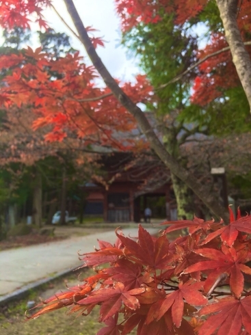 紅葉は10月半ば過ぎ位です（目安）「食欲の秋がきましたので･･･メニュー切り替えます！」