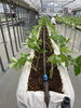 ちょっとヒョロヒョロして頼りない感じ…「定植第三弾！急遽「かおりの」の苗を植えました🍓」