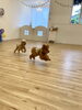 またまた追いかけっこ〜　「ましゅまろ幼稚園🐾」