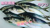 【定置もん】【島根県産中アジ】「○本日のお刺身【定置もん】【朝どれ！島根県産カマス】【島根県産中アジ】」