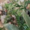 メインテーブル観葉植物に変わりました。「【はなやホック皆生店】青ケイトウ」