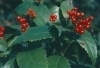 「１１月１３日の誕生花は  ☆センリョウ☆」