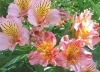 １１月１４日の誕生花は アルストロメリア 織姫ねっと 編集部のニュース 織姫ねっと 交野市