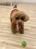 レオちゃんからMerryXmas🎄めがねはムリ〜「ましゅまろ幼稚園🐾パート２」
