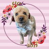 「Dog salon mofu mofu　余市町」