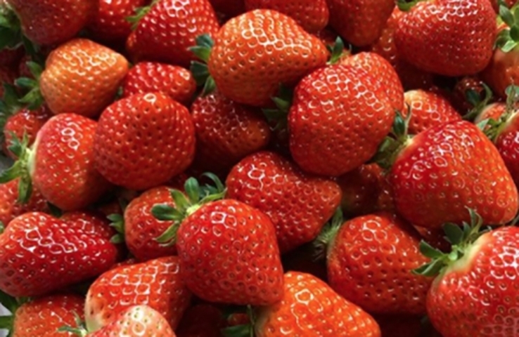 モリヤマファーム 守山農園 佐世保のおすすめスポット まいぷれ 佐世保 モリヤマファーム 守山農園 佐世保のおすすめスポット まいぷれ 佐世保