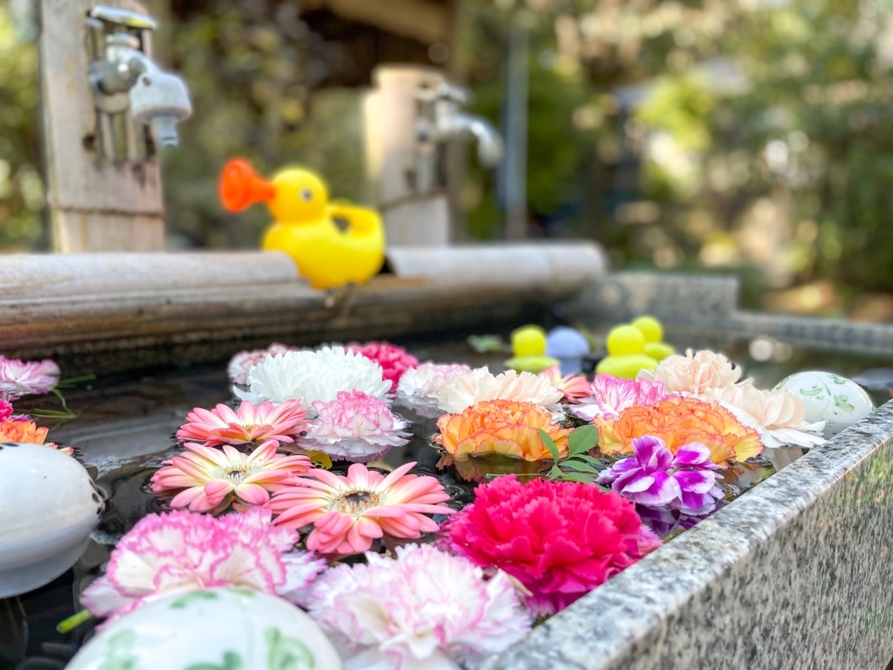 御朱印巡りの次は花手水巡りがクル 徳星寺へ行ってみた 埼玉県上尾市 まいぷれ編集部が行く まいぷれ 上尾 桶川 御朱印巡りの次は花手水巡りがクル 徳星寺へ行ってみた 埼玉県上尾市 まいぷれ編集部が行く まいぷれ 上尾 桶川