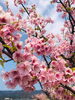 河津桜「春のにおい」