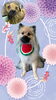 「Dog salon mofu mofu　余市町」