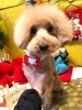 「🐶今日のトリミングのお友達🎍」