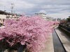 京都で一足早くお花見を 淀水路の河津桜が満開です | まいぷれ京都市